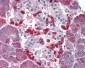 CASP4 / Caspase 4 Antibody (Internal)